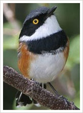 The Cape Batis