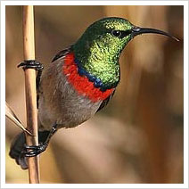 The Malachite Sunbird